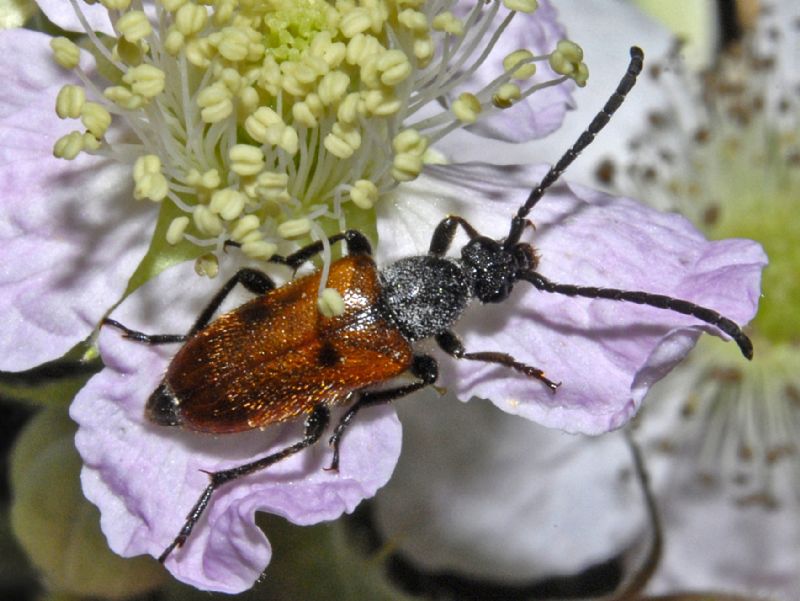 Cerambycidae:  Pseudovadonia livida